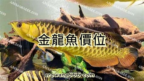 金龍價格|2021年金龍魚價格行情